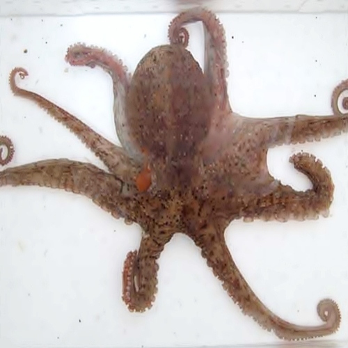 熊本天草産地タコ 真ダコ 大 業務用食材卸売サイトのispフーズ