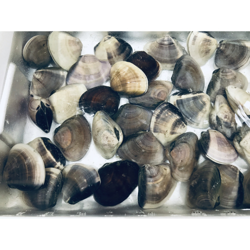 千葉名産 活はまぐり1個100g前後サイズ 業務用食材卸売サイトのispフーズ