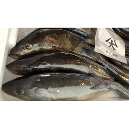 北海道直送 鮮度抜群 生ほっけ 刺身で食べられます 業務用食材卸売サイトのispフーズ