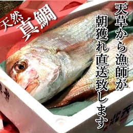 【天然】熊本 天草産 真鯛