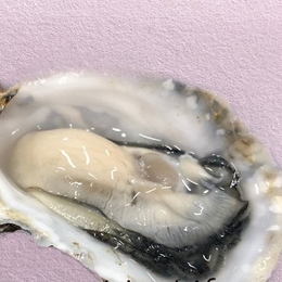 北海道厚岸産名品牡蠣「マルえもん」Sサイズ50個　生食可　生産者直送