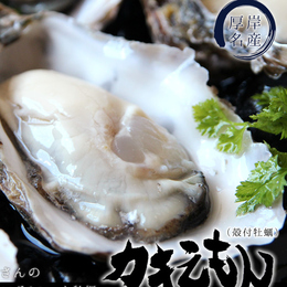 北海道厚岸産　牡蠣の至宝!!　日本初シングルシード牡蠣「カキえもん」Sサイズ50個