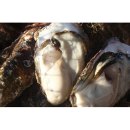 【生食可】北海道 地域ブランド牡蠣《仙鳳趾》の牡蠣 140g-180gサイズ(1個150円)50個