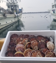 北海道噴火湾産活帆立2年もの