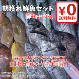 【期間限定・送料無料!】富山湾朝獲れを直送!鮮魚セット 約4kg～8kg