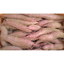 紅はるか【B品、丸長細芋混】土付き 10kg「形はバラバラでも、美味しさはそのままです!」