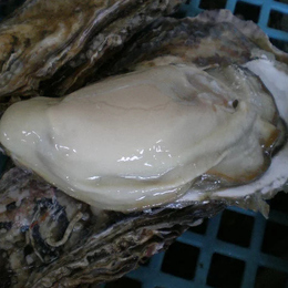 北海道釧路厚岸産　特大殻付活牡蠣(200g以上)50個
