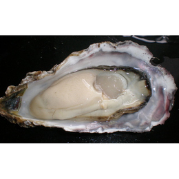 北海道厚岸産　殻付き生牡蠣　 生食用　20個入り(100g～130g)