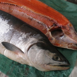 北海道　釧路産◆令和6年産　新物◆紅鮭　