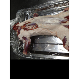 【小田原産】:限定1　ハクビシン1頭900g