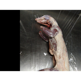 【小田原産】:限定1　ハクビシン1頭1.6kg