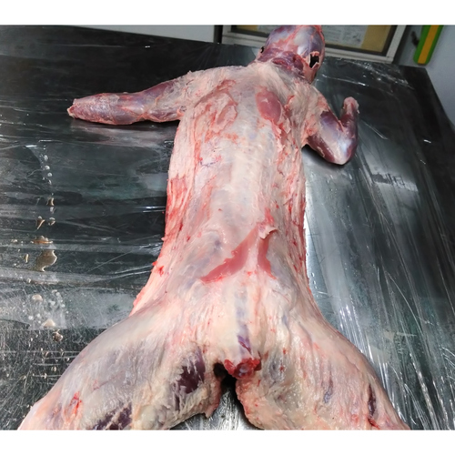 【小田原産】:限定1 アライグマ1頭