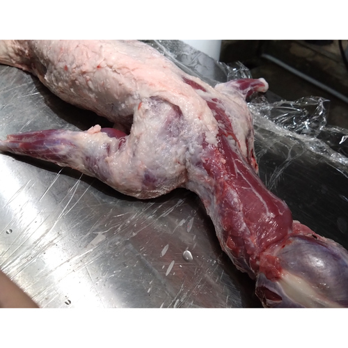 【小田原産】:限定1 タヌキ1頭 (程よい脂がついています)