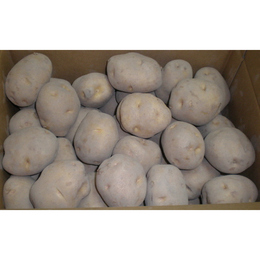 送料無料　 十勝産　じゃがいも　とうや　10Kg