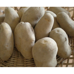 送料無料　【十勝産】　メークイン　10Kg