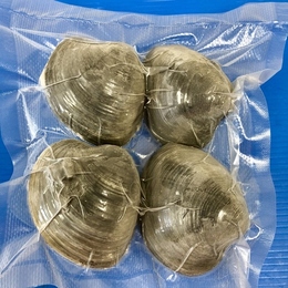 【冷凍】千葉県産 ホンビノス貝 Mサイズ 約5kg
