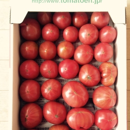 【こだわりトマト】愛情をたっぷりそそいで私が作ったトマト 不揃い