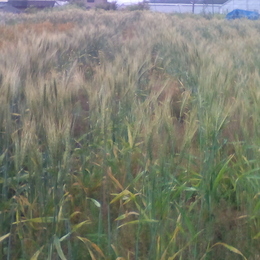 小麦　玄麦　強力小粒　はるよこい継代　2019年7月 長野県産　栽培期間中、農薬、化学肥料不使用