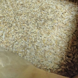 小麦　玄麦　5kg強力中粒　古代小麦継代　2021年7月 長野県産　栽培期間中、農薬、化学肥料不使用