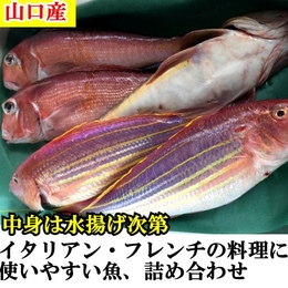 Suzu 送料無料 山口直送 刺身魚と1尾魚詰め合わせ 業務用食材卸売サイトのispフーズ