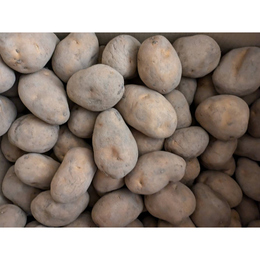 送料無料　【十勝産　じゃがいも】　北海こがね　10Kg