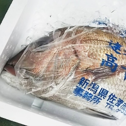 新潟 天然 真鯛 1～2kg (活〆お造りに)