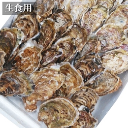 生食用 広田湾の殻付き牡蠣 中 40個
