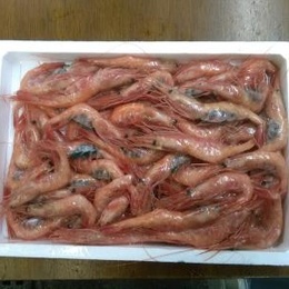 衝撃　船内冷凍甘エビ2L～L混じり(800g)