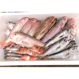 愛知県三河湾産深海魚セット