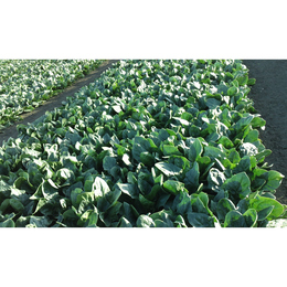 【露地】ほうれん草(250g×25袋)「お浸しに炒め物、常夜鍋(ほうれん草鍋)なら更に美味しい!」