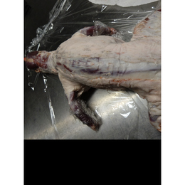 【小田原産】:限定1　ハクビシン1頭2.1kg