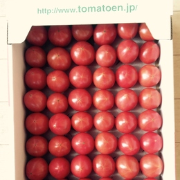 【こだわりトマト】愛情をたっぷりそそいで私が作ったトマト 54玉3sサイズ