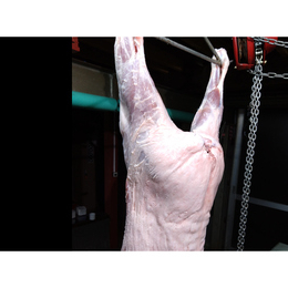 【小田原産】:猪一頭　12kg