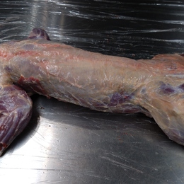 【小田原産】:限定1　アナグマ1頭4.2kg(脂なし)