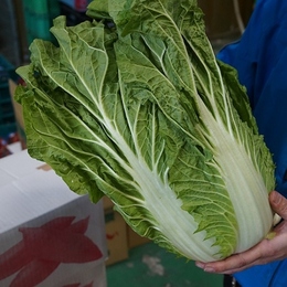 【九州、信州産】白菜 16kg