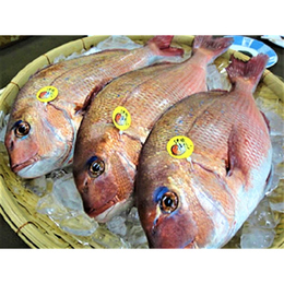 ※ハイクオリティー凍眠冷凍・三重県産ブランド養殖真鯛のフィーレ(頭の半割り付き)約2kgの鯛
