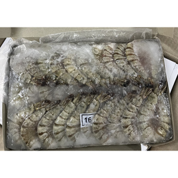 海水養殖　ブラックタイガー　16-20　1.8kg(約72尾)