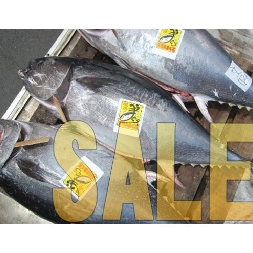 【送料込!!アウトレット価格】1本丸ごといかが!! 生まぐろ30kg(不定貫)境港直送!! 季節限定