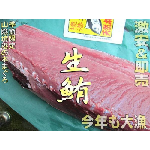 とれたての 本鮪 1本、30-40kg の背身1枚境港直送!! 季節限定