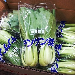 【福岡産】青梗菜 (チンゲンサイ)10袋
