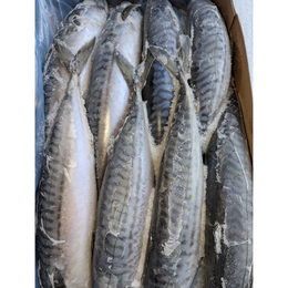 冷凍ノルウェーサバ　10kg(16尾)