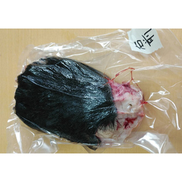 【限定販売】希少　ヒグマ　右前足　　870g　