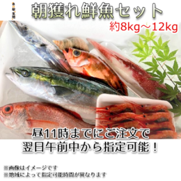 富山湾朝獲れ鮮魚セット 約8kg～12kg