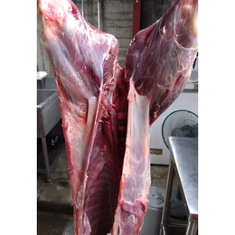 【小田原産】:限定1　鹿肉一頭買い　夏子鹿　メス