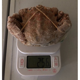 【新物】北海道産毛蟹(15尾)