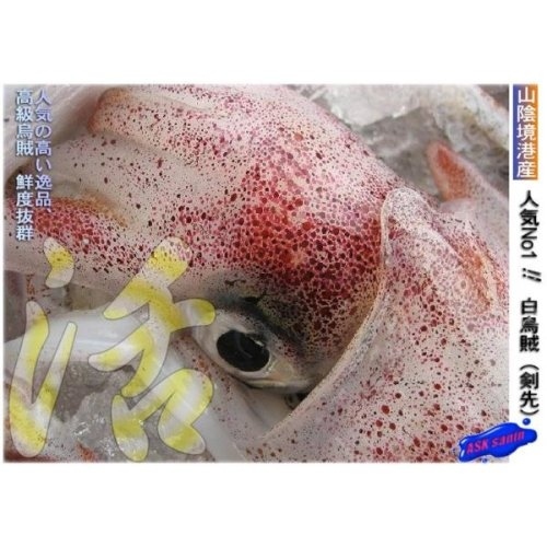 人気No.1白烏賊(剣先)3立(22杯前後4kg)お刺身用