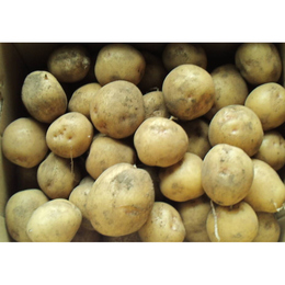 新じゃがいも(キタアカリ)【L,M,S混】土付き10kg「収穫は7月7日頃の新ジャガになります。定番