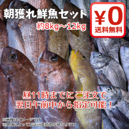 【期間限定・送料無料!】富山湾朝獲れを直送!鮮魚セット 約8kg～12kg