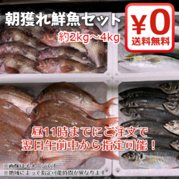【期間限定・送料無料!】富山湾朝獲れを直送!鮮魚セット 約2kg～4kg
