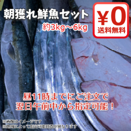 【期間限定・送料無料!】富山湾朝獲れを直送!鮮魚セット 約3kg～6kg